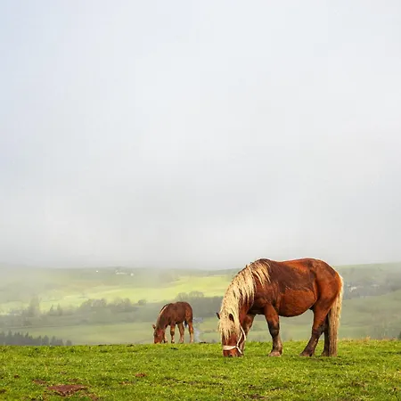 Дом отдыха Maison 50 Belvedere Du Cezallier *